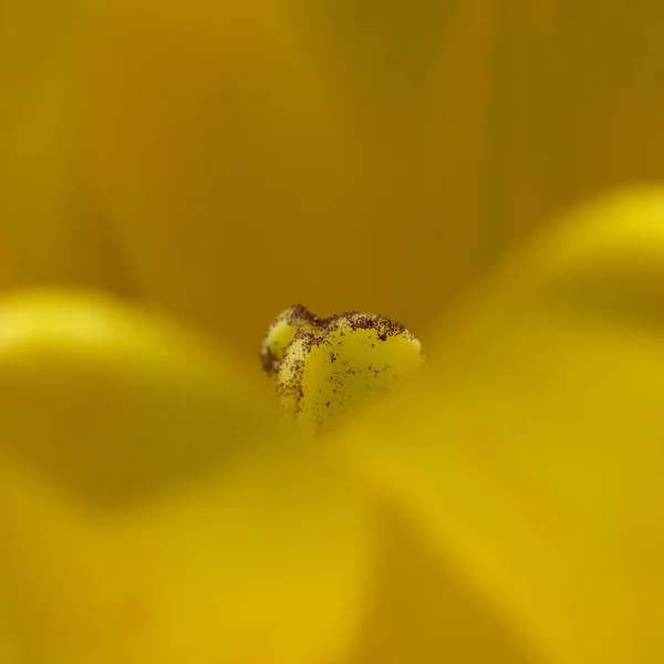 Güzel Çiçekler Çiçek Konsepti — Stok fotoğraf