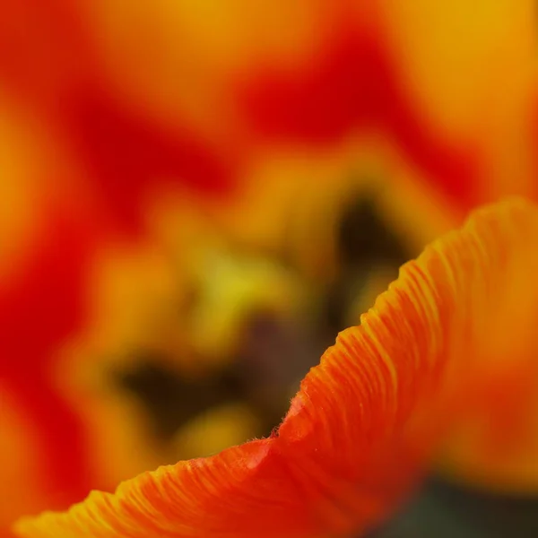 郁金香花瓣 春天植物 — 图库照片