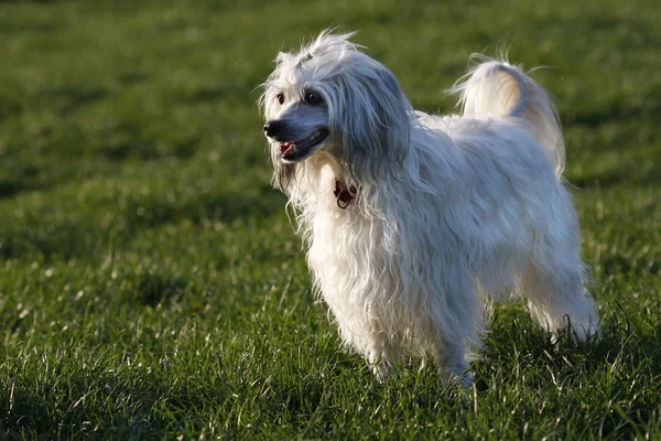 Cão Crested Chinês Powderpuff — Fotografia de Stock