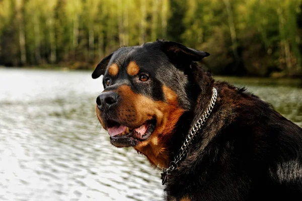 Portrait Cute Dog — Stock Photo, Image