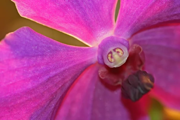 自然蘭の花 — ストック写真