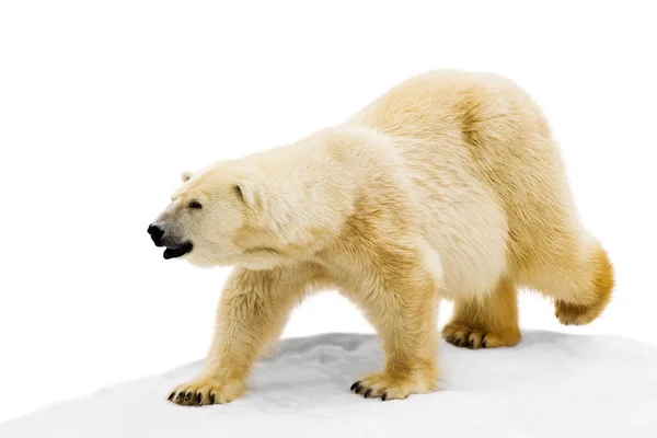 被白色背景隔离的北极熊 — 图库照片