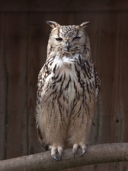 Schilderachtig Uitzicht Prachtige Vogel Natuur — Stockfoto