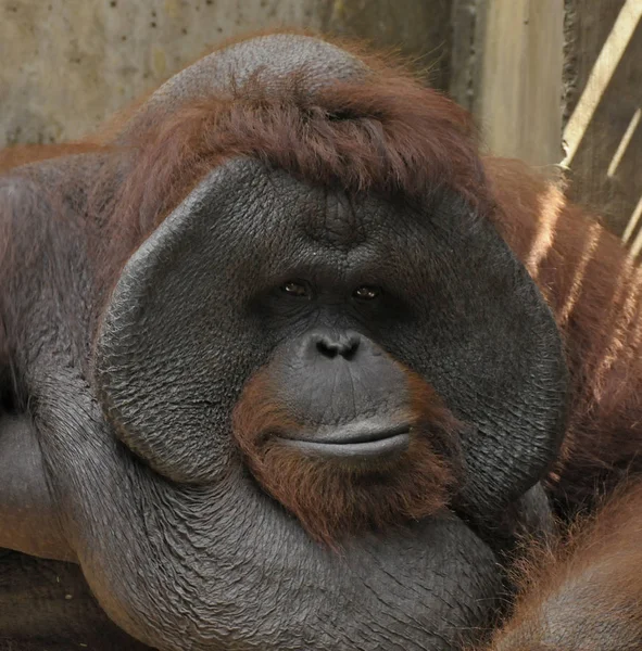 Mono Orangután Mono Animal —  Fotos de Stock