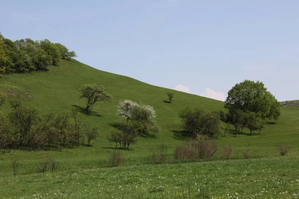 Iarbă Verde Câmp — Fotografie, imagine de stoc