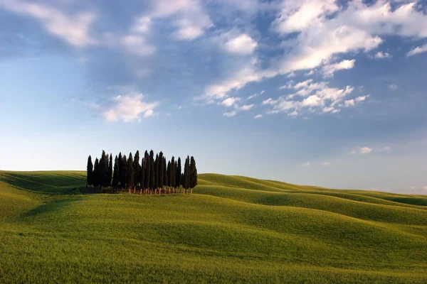 Tuscany Táj Zöld Mezőkkel Fákkal — Stock Fotó