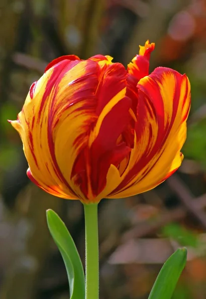 Malerischer Blick Auf Schöne Tulpenblumen — Stockfoto