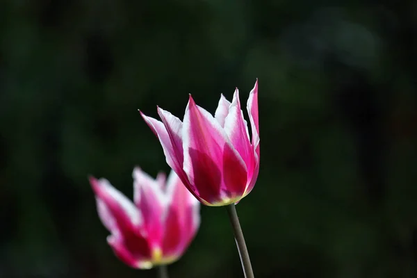 Bela Vista Flores Tulipa Natural — Fotografia de Stock