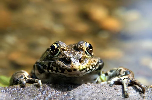 Wildlife Scene Prachtige Natuur — Stockfoto