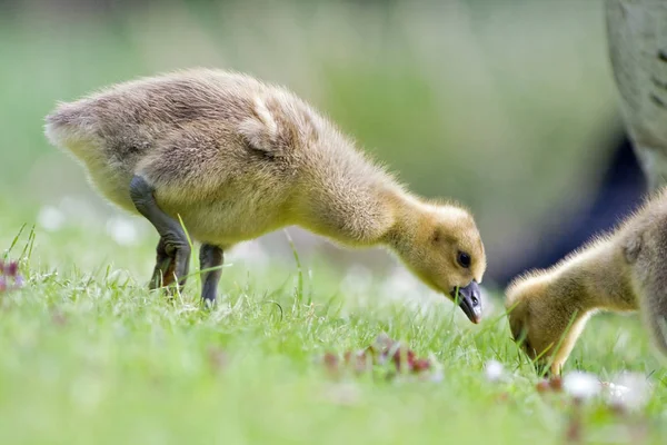 Aussichtsreiche Aussicht Auf Gänsevögel Der Natur — Stockfoto