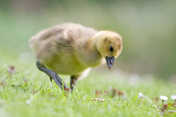 Schilderachtig Uitzicht Prachtige Grauwe Gans — Stockfoto