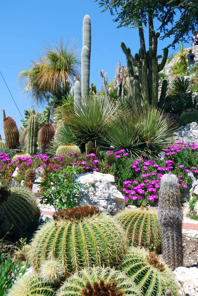 Cactus Exóticos Plantas Tropicales —  Fotos de Stock