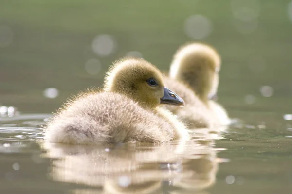 Schilderachtig Uitzicht Van Grijze Gans Wilde Natuur — Stockfoto