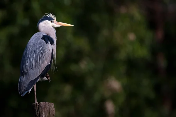 Grande Aigrette Ardea Alba — Photo