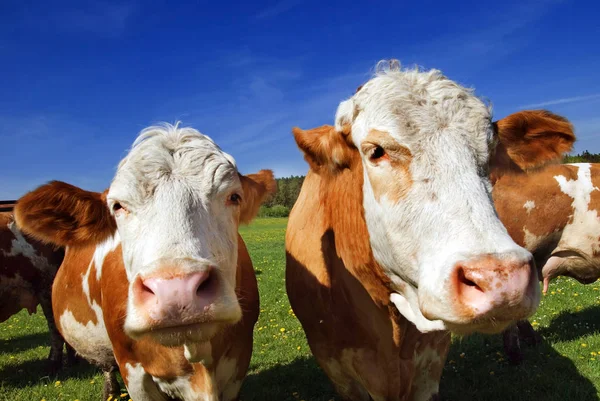 Vacas Pasto Verão Uma Paisagem Rural — Fotografia de Stock