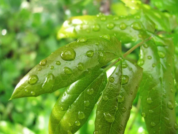 Gocce Acqua Sulle Foglie — Foto Stock