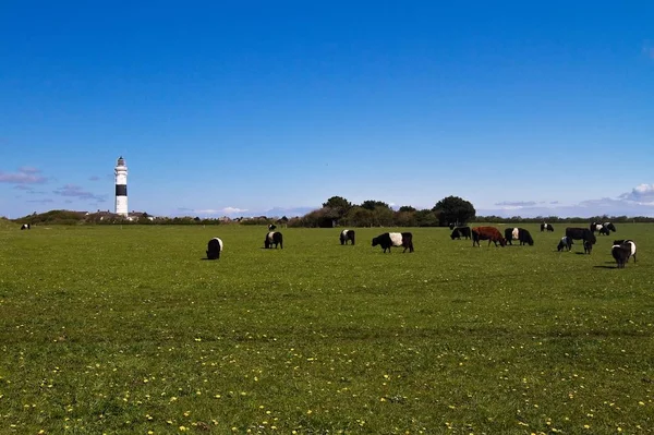 Phare Kampen Avec Des Vaches — Photo