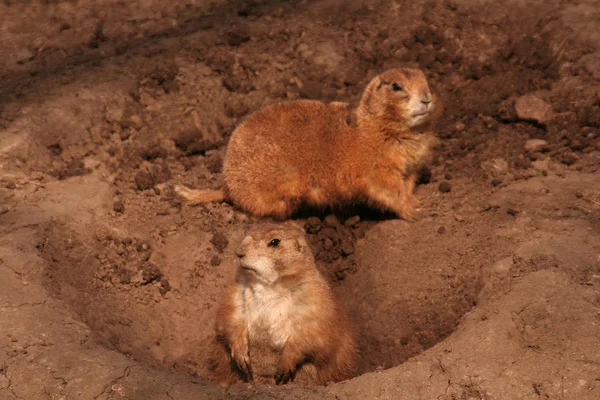 Animais Pradaria Cão Vida Selvagem Gênero Cynomys Hamster — Fotografia de Stock