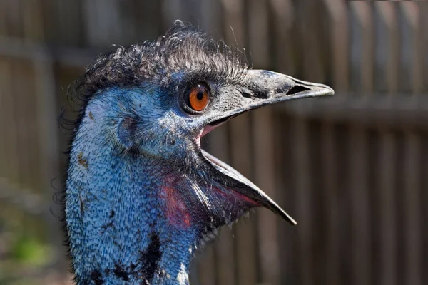 Emu Com Bico Geoeffnetem — Fotografia de Stock