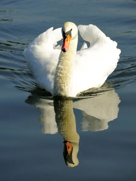 Vue Panoramique Cygne Majestueux Nature — Photo