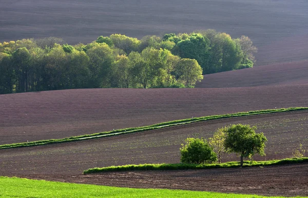 Vidéki Mezőgazdasági Szántóföld — Stock Fotó