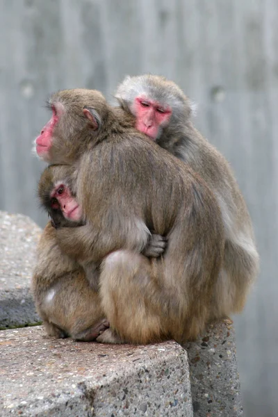 Macacos Japoneses Primavera — Fotografia de Stock