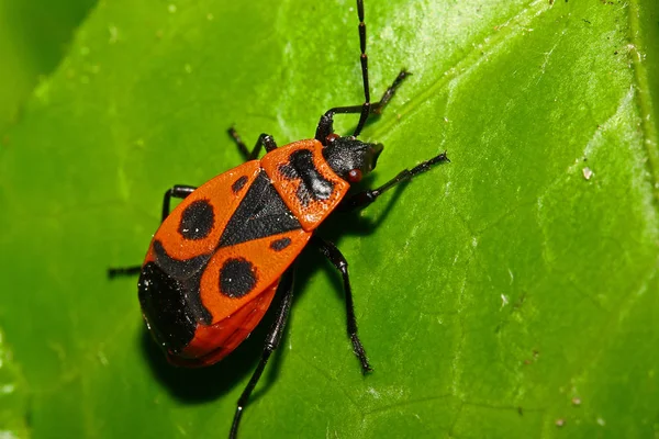 Primer Plano Error Naturaleza Salvaje — Foto de Stock