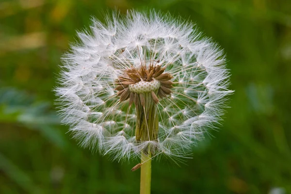 Taraxacum Ruderalia Dandelion Квітка — стокове фото