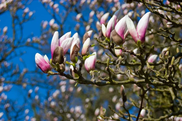 Magnolia Bloesem Bloemen Bloeien — Stockfoto