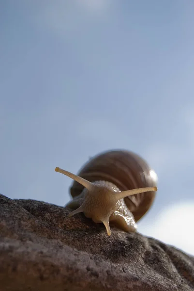 달팽이 무척추동물의 나선형 연체동물 — 스톡 사진