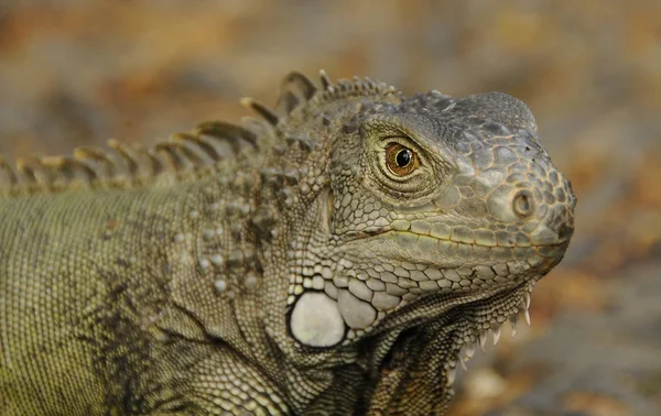 Animais Selvagens Exóticos Lagarto Réptil — Fotografia de Stock