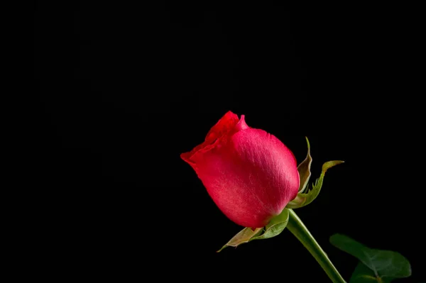 Rosa Vermelha Única Fundo Preto — Fotografia de Stock