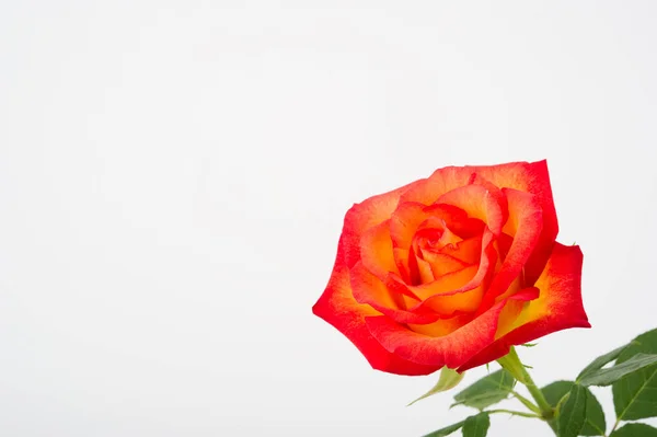 Close Beautiful Sunset Rose — Stock Photo, Image