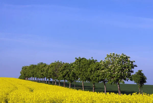 Vacker Utsikt Över Naturen Landskap — Stockfoto