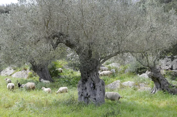 Schapen Onder Olijfbomen — Stockfoto