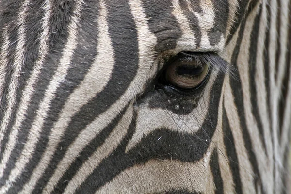 Gestreept Zebra Dier Zoogdier — Stockfoto
