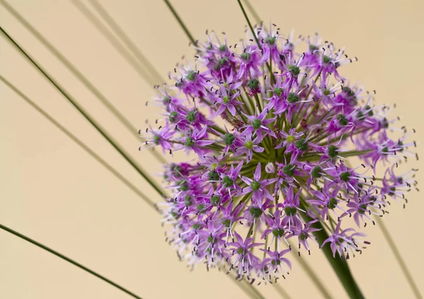 Květina Allia Botanická Flóra — Stock fotografie