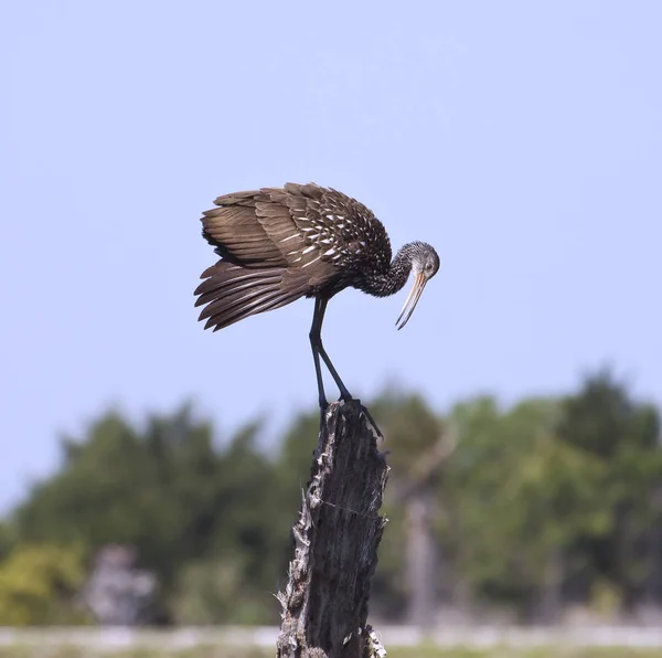 Scenic View Beautiful Bird Nature — Stock Photo, Image