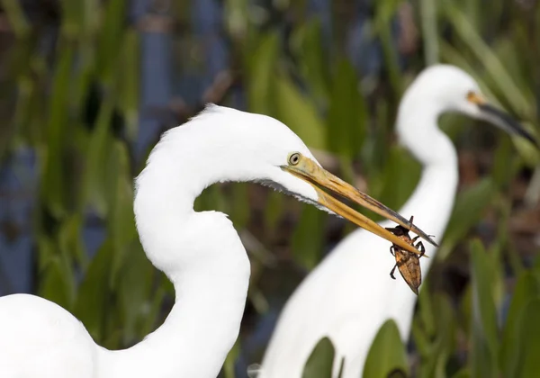 Scenic View Egrets Birds Nature — Stock Photo, Image