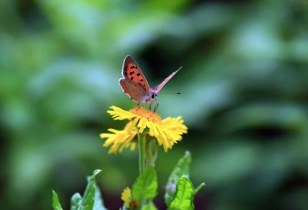 Vue Rapprochée Beau Papillon Coloré — Photo