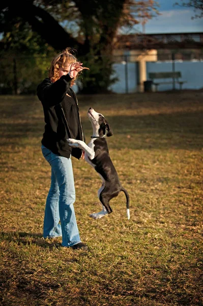 Mulher Com Cães Fazendo Truques — Fotografia de Stock