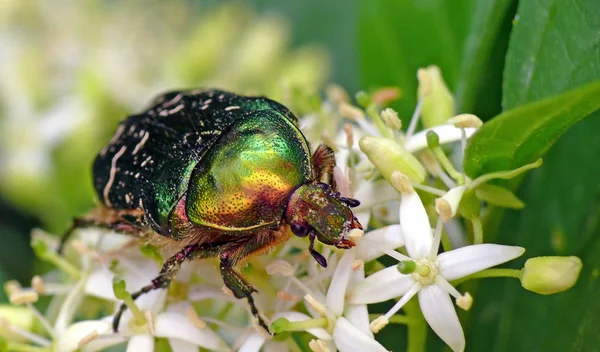 Έντομο Του Έτους 2000 Cetonia Aurata Δίχρωμο Άτομο — Φωτογραφία Αρχείου