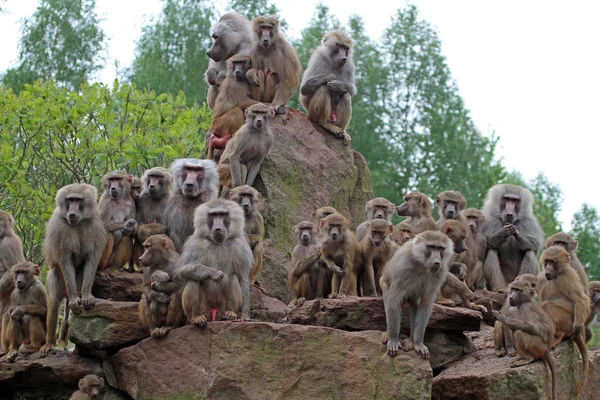 Primer Plano Los Animales Zoológico — Foto de Stock