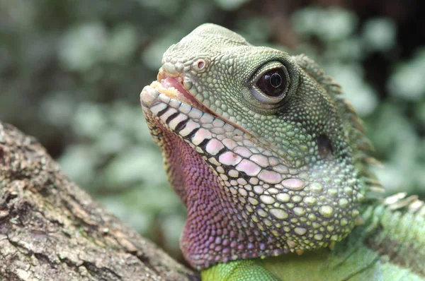 Egzotik Kertenkele Hayvan Iguana Sürüngeni — Stok fotoğraf