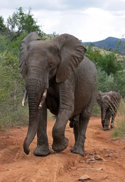 Ελέφαντας Μετά Από Λασπόλουτρο — Φωτογραφία Αρχείου