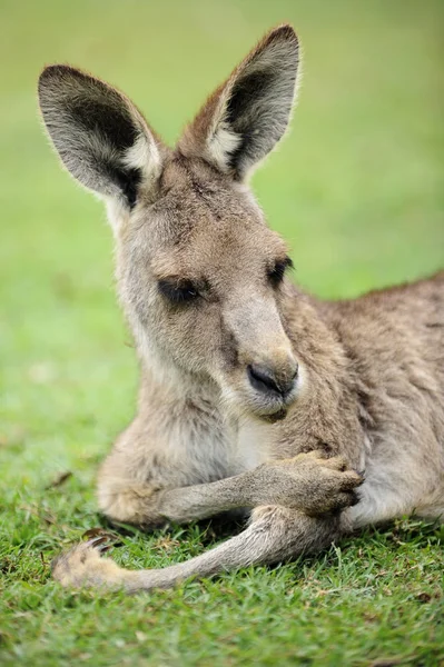 Animal Kangourou Mammifère Australien — Photo
