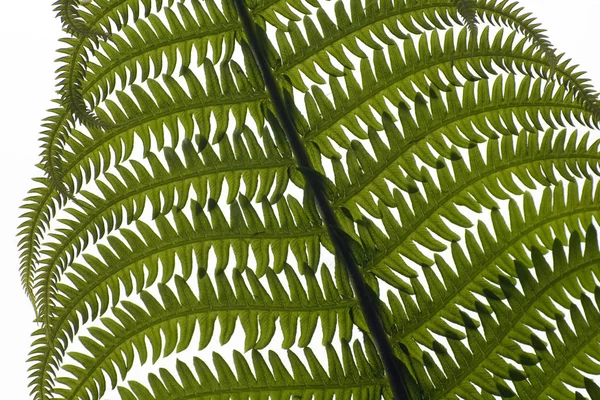 Зеленая Флора Папоротника Листья Лесных Растений — стоковое фото
