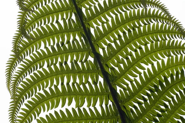 Fougère Verte Flore Feuilles Plantes Forestières — Photo