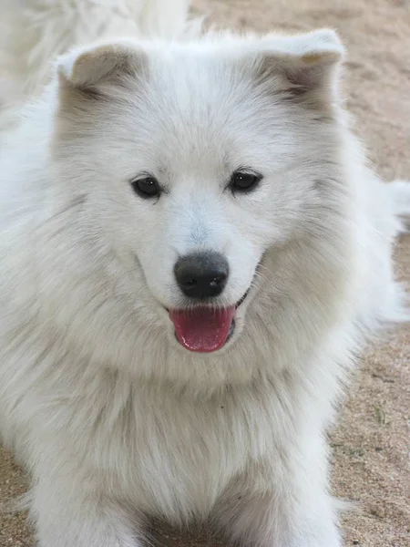 Porträtt Söt Hund — Stockfoto