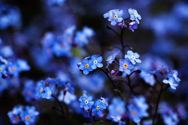 Beautiful Flowers Floral Concept Background — Stock Photo, Image